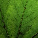 67464559-tree-branch-dew-wallpapers