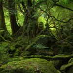 937174-yakushima-forest_nature