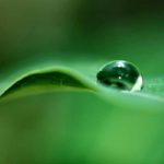 dew-drops-hd-wallpapers1