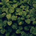 dark-green-plant_00450173