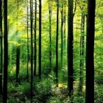 forests-why-matter_63516847