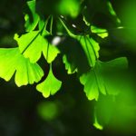 free-ginkgo-com