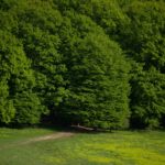 green-forest