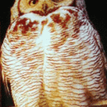 BeWise2