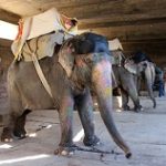 elephant venue-World-Animal-Protection