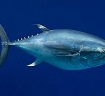 pacific-bluefin-tuna22243