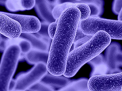 A Hotel Action Plan for Improved Health & Wellness