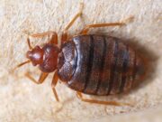 Jury Awards $2 Million in Landmark Bed Bug Case Against California Hotel
