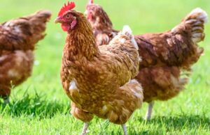 Best Western Advances on Global Cage-Free Commitment
